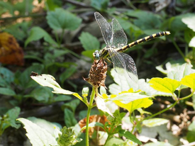 Giallo e nero, con occhi turquese.... Onychogomphus uncatus, femmina